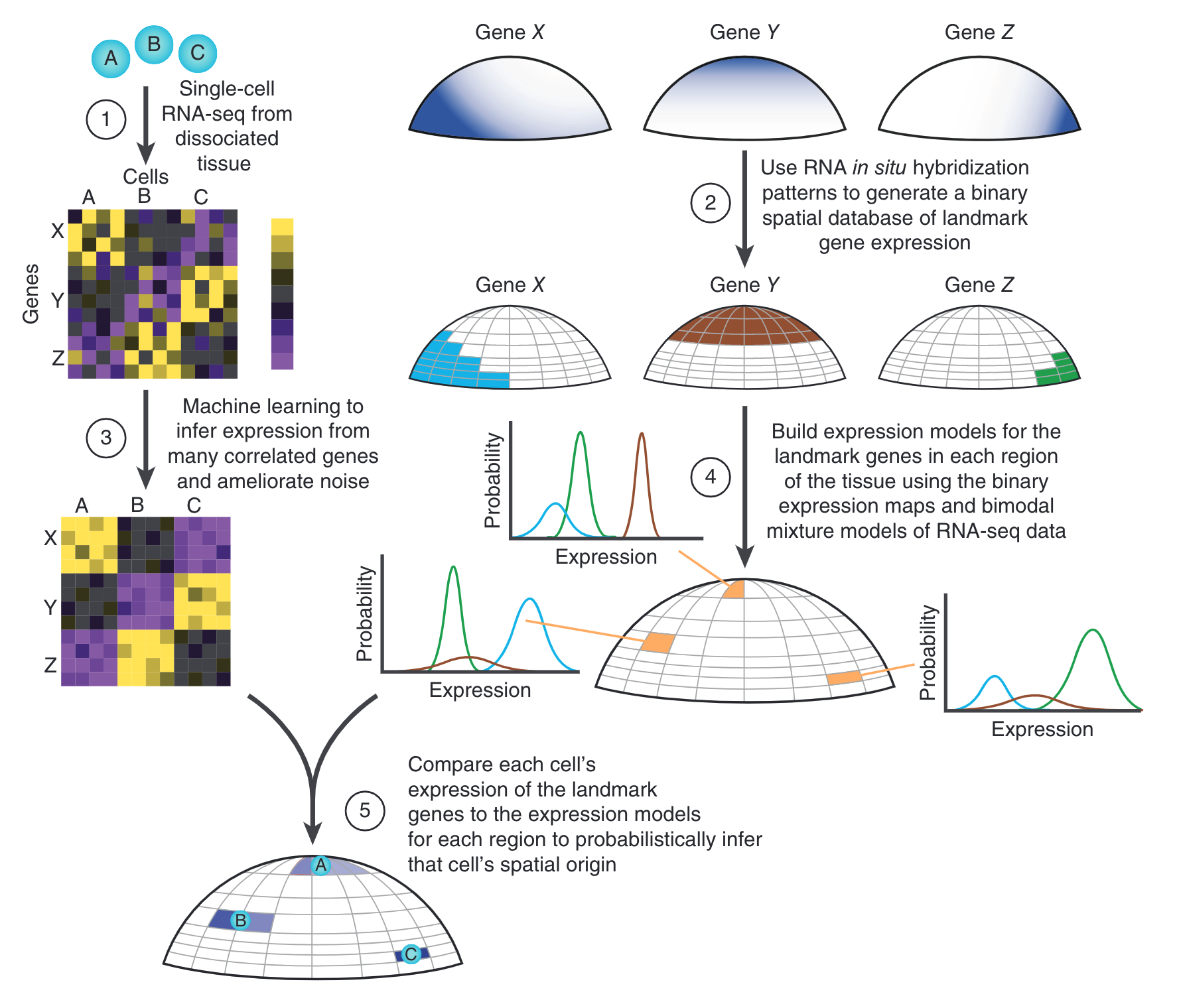 Figure 1 from Spatial reconstruction of single-cell gene expression data; overview of the spatial assignment approach