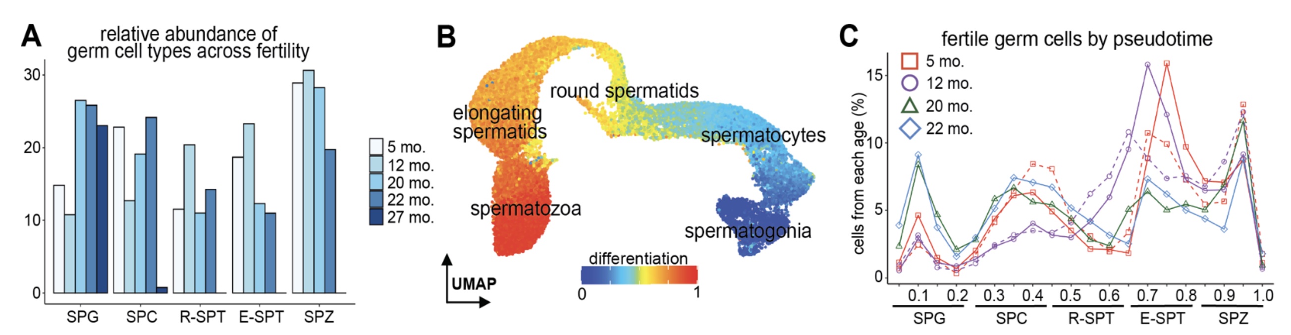 Figure from Sposato et al showing altered proportions of spermatocyte differentiation in aged testes
