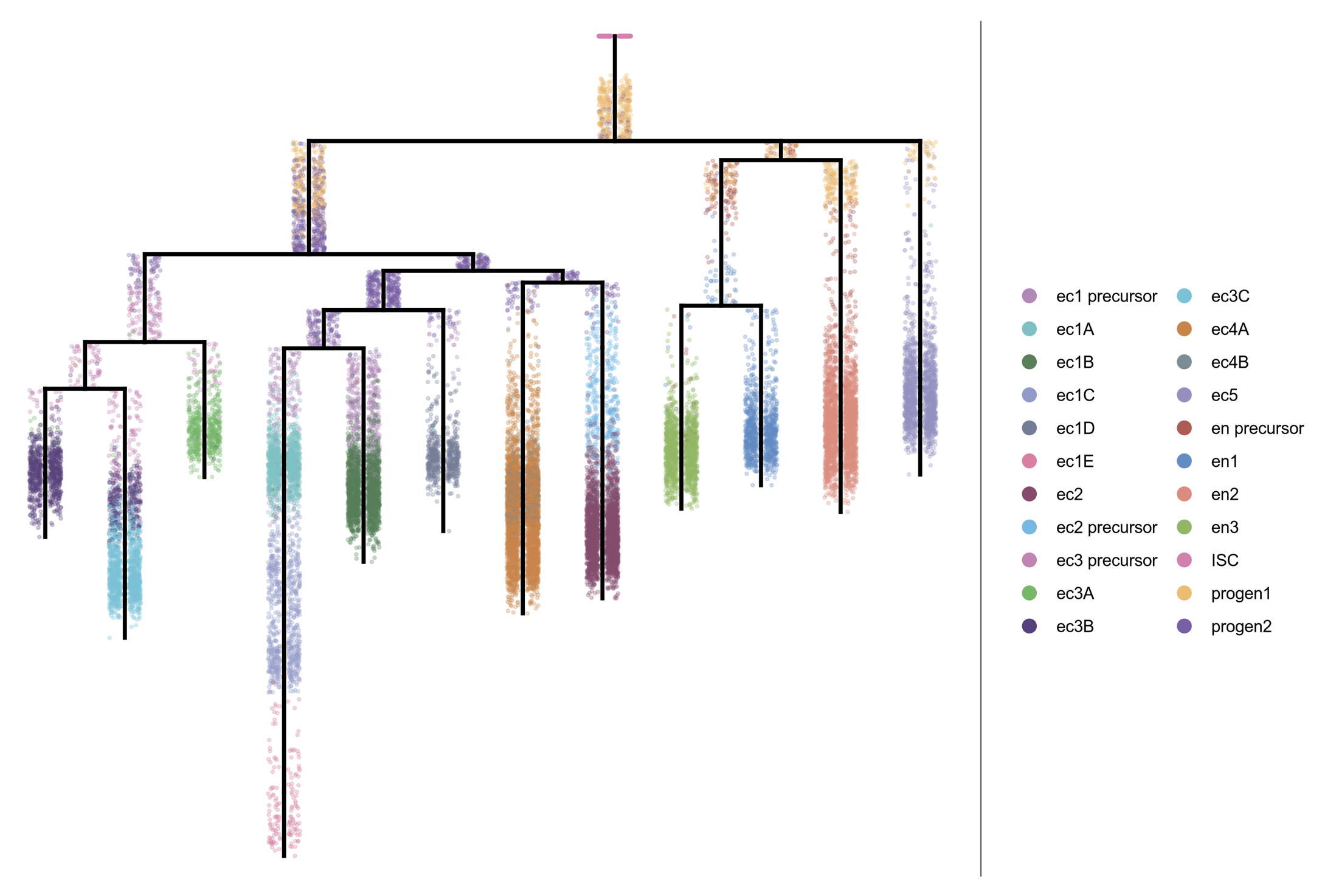 Dendrogram describing molecular specification of neurons in Hydra