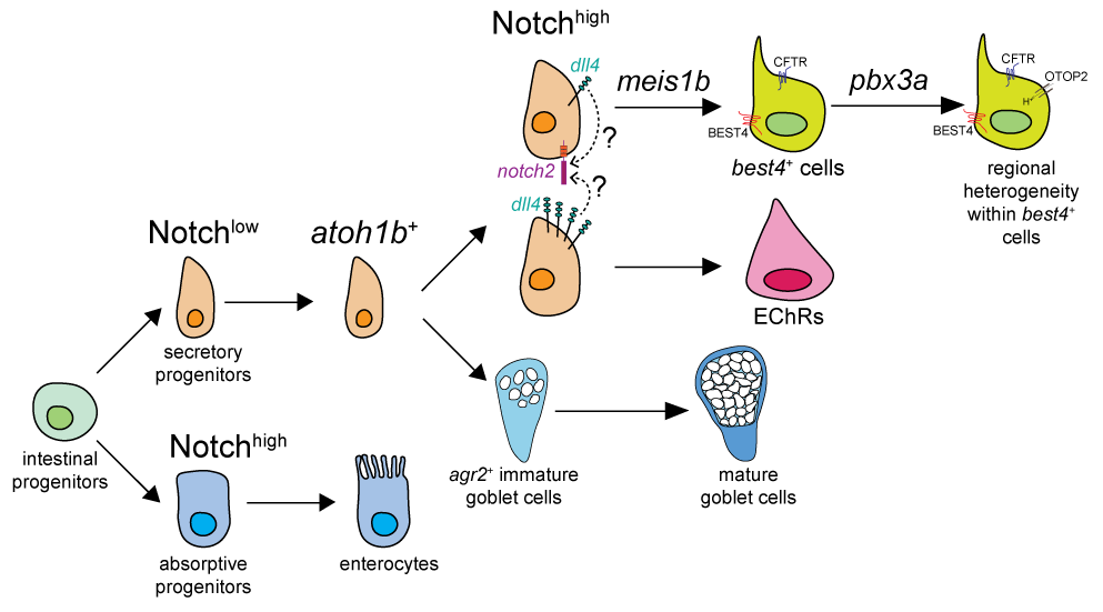 Sur & Segal et al Fig 6: Model of best4+ cell development