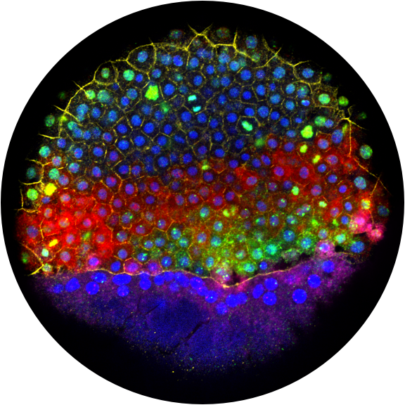 RNA in situ of zebrafish embryo